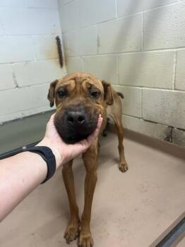 Bella -  Shar Pei Dog for Adoption in Nacogdoches, Texas - Bella | PetCurious