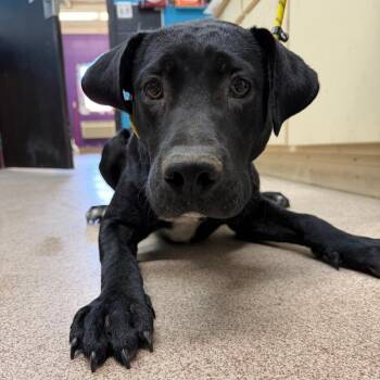 Smokey -  Labrador Retriever and Mixed Breed Dog for Adoption in Ardmore, Oklahoma - Smokey | PetCurious