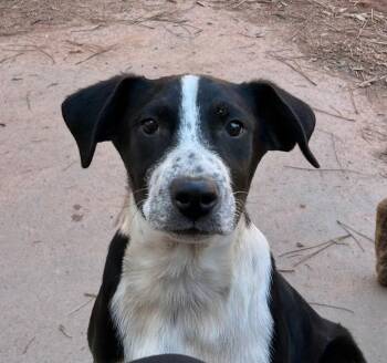 Labrador Retriever Dogs Available for Adoption - Aggie 2026-91 | PetCurious