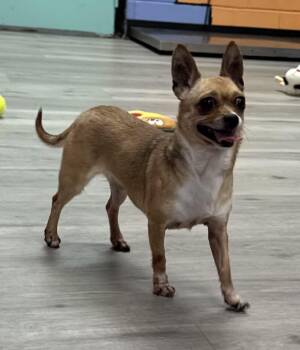 Chihuahua Dogs Available for Adoption in Tifton, Georgia - BooBoo | PetCurious