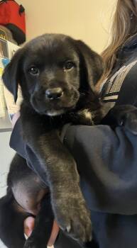 Rescue Black Labrador Retriever Dogs for Adoption in Evergreen, Colorado - Habanero | PetCurious