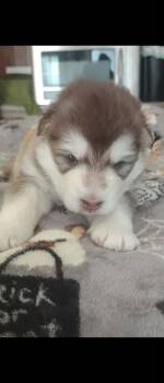 Hex -  Alaskan Malamute Dog for Sale in Mouth Of Wilson, Virginia - Hex | PetCurious