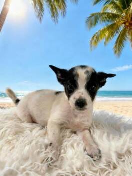 Papi -  Chihuahua Dog for Adoption in Tehachapi, California - Papi | PetCurious