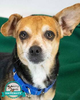 Ajax -  Beagle and Chihuahua Dog for Adoption in Kennesaw, Georgia - Ajax | PetCurious