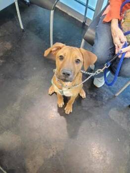 Rescue Mixed Breed Dogs for Adoption in Memphis, Tennessee - Golf Ball | PetCurious