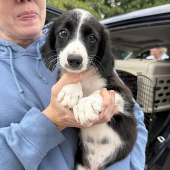 Yelena Belova -  Mixed Breed Dog for Adoption in Columbia, South Carolina - Yelena Belova | PetCurious
