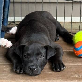 Pit Bull Terrier Dogs Available for Adoption in Little Rock, Arkansas - Vezee | PetCurious