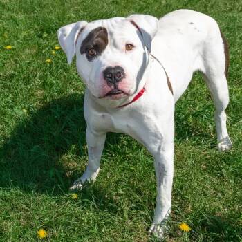 Rescue American Bulldog and Mixed Breed Dogs for Adoption in St. Louis, Missouri - CORIANDER | PetCurious