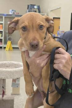 Rescue Pit Bull Terrier Dogs for Adoption in Harrison, Michigan - HONEY | PetCurious