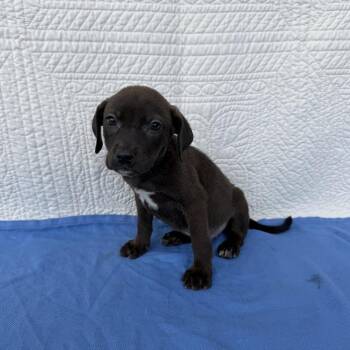 Crunchy Roll -  Terrier Dog for Adoption in Carencro, Louisiana - Crunchy Roll | PetCurious
