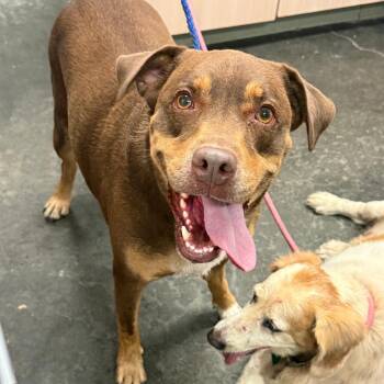 Turk -  Pit Bull Terrier Dog for Adoption in Evensville, Tennessee - Turk | PetCurious