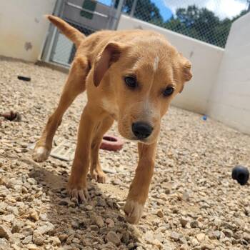 OPPIE 9997 -  Mixed Breed Dog for Adoption in Loxahatchee Groves, Florida - OPPIE 9997 | PetCurious
