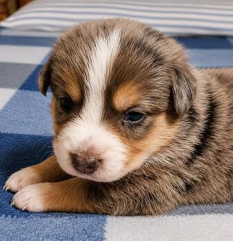 Lolo Yoyo -  Australian Shepherd Dog for Adoption in Andover, Massachusetts - Lolo Yoyo | PetCurious