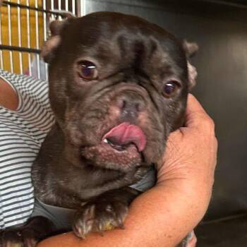 Cheer Bear -  French Bulldog Dog for Adoption in Loves Park, Illinois - Cheer Bear | PetCurious