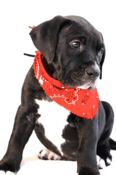 Tennessee Treeing Brindle and Bulldog Dogs Available for Adoption in Nahunta, Georgia - IVER THE GREAT | PetCurious