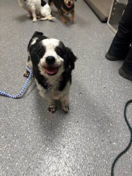 Scarlett -  Cockapoo Dog for Adoption in Greenfield, Indiana - Scarlett | PetCurious