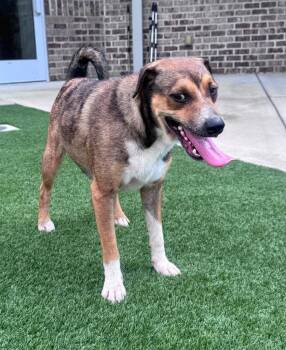 Ninya -  Mixed Breed Dog for Adoption in Dalton, Georgia - Ninya | PetCurious