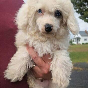 Wooly (#380) -  Miniature Poodle Dog for Adoption in Twin Lakes, Wisconsin - Wooly (#380) | PetCurious
