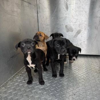 Chocolate -  Mixed Breed Dog for Adoption in Springboro, Ohio - Chocolate | PetCurious
