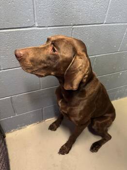 German Shorthaired Pointer Dogs Available for Adoption in Rowlett, Texas - Wilbur | PetCurious