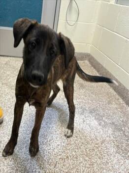 Dutch Shepherd and Mixed Breed Dogs Available for Adoption in Pueblo, Colorado - WYATT | PetCurious