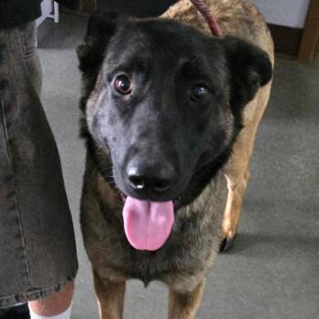 Ammon Stray - Coqueta -  Belgian Shepherd Malinois and German Shepherd Dog Dog for Adoption in Idaho Falls, Idaho - Ammon Stray - Coqueta | PetCurious