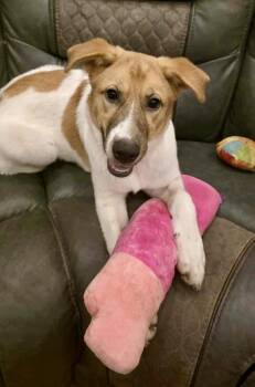 Rescue Great Pyrenees and Shepherd Dogs for Adoption in Mooresville, North Carolina - Hazel | PetCurious