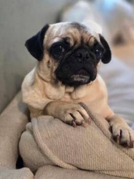 Pug Dogs Available for Adoption in Seattle, Washington - Sausage | PetCurious