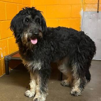 Birdie -  Poodle and Mixed Breed Dog Available for Adoption in Salem, West Virginia - Birdie | PetCurious