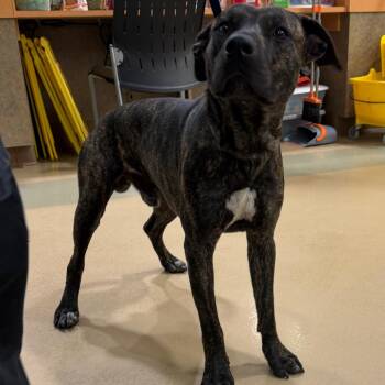 Mixed Breed Dogs Available for Adoption in Winston-salem, North Carolina - Lunch Box | PetCurious