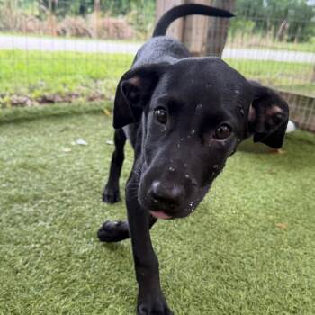 Vlad 6254 -  Mixed Breed Dog for Adoption in Loxahatchee Groves, Florida - Vlad 6254 | PetCurious