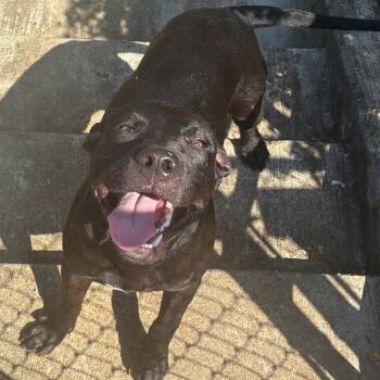Beans -  Terrier and Mixed Breed Dog for Adoption in Montgomery, Alabama - Beans | PetCurious