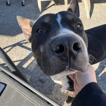 Rescue Mixed Breed Dogs for Adoption in Memphis, Tennessee - RIPLEY | PetCurious