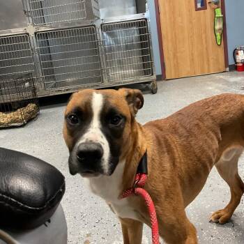 Creed -  Mixed Breed Dog for Adoption in Saint Joseph, Missouri - Creed | PetCurious