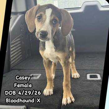 AAD New Arrival!  Casey - 26144 -  Hound and Bloodhound Dog for Adoption in Armonk, New York - AAD New Arrival!  Casey - 26144 | PetCurious