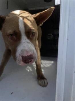 Rescue Husky and Pit Bull Terrier Dogs for Adoption in Houston, Texas - A644431 | PetCurious