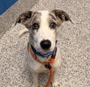 Catahoula Leopard Dog and Pointer Dogs Available for Adoption in Golden, Colorado - Laylah | PetCurious