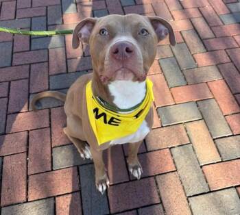 Pit Bull Terrier Dogs Available for Adoption in Charlotte, North Carolina - ELLIE | PetCurious