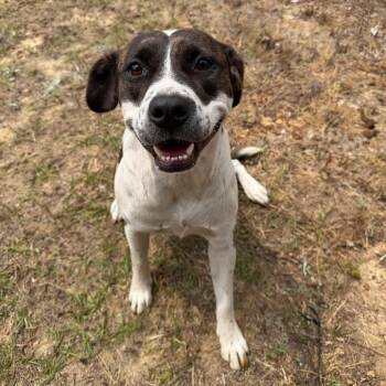 Mixed Breed Dogs Available for Adoption in Savannah, Georgia - Kari | PetCurious