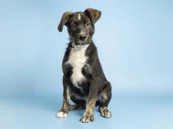 BARK TWAIN -  Pit Bull Terrier Dog for Adoption in Phoenix, Arizona - BARK TWAIN | PetCurious
