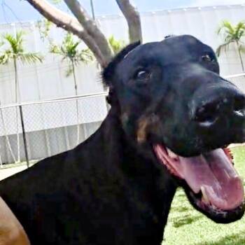 Lee 3596 -  Doberman Pinscher Dog for Adoption in Oakland Park, Florida - Lee 3596 | PetCurious