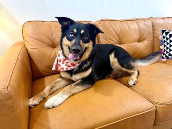 Tamera Honey The Sweetest Family Dog -  German Shepherd Dog Dog for Adoption in Friendswood, Texas - Tamera Honey The Sweetest Family Dog | PetCurious