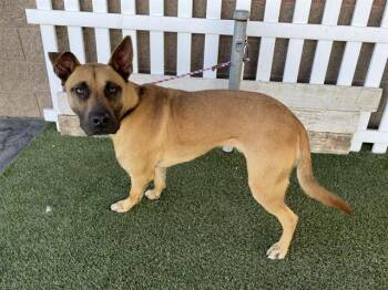 Pit Bull Terrier and Mixed Breed Dogs Available for Adoption in Modesto, California - DUKE | PetCurious