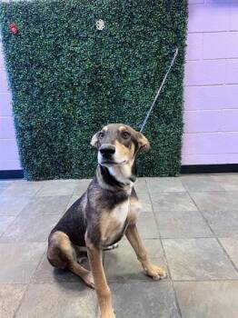 61304580 -  Doberman Pinscher and Mixed Breed Dog for Adoption in El Paso, Texas - 61304580 | PetCurious