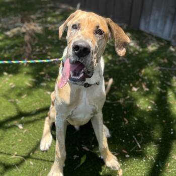 Rosco 7418 -  Great Dane Dog for Adoption in Loxahatchee Groves, Florida - Rosco 7418 | PetCurious