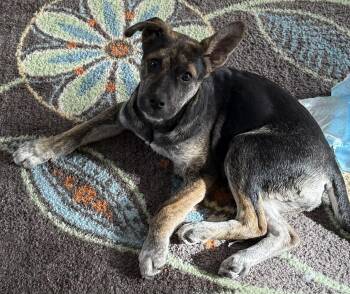 German Shepherd Dog Dogs Available for Adoption - Barnaby | PetCurious