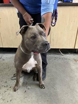 A886868 -  Pit Bull Terrier Dog for Adoption in Camarillo, California - A886868 | PetCurious