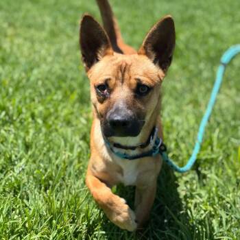 Raul -  Chihuahua Dog for Adoption in Goleta, California - Raul | PetCurious