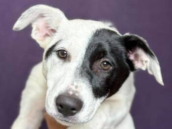 Sashimi -  Mcnab and Australian Shepherd Dog for Adoption in Portland, Oregon - Sashimi | PetCurious