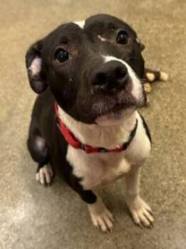 Argus -  Pit Bull Terrier Dog for Adoption in Cleveland, Ohio - Argus | PetCurious